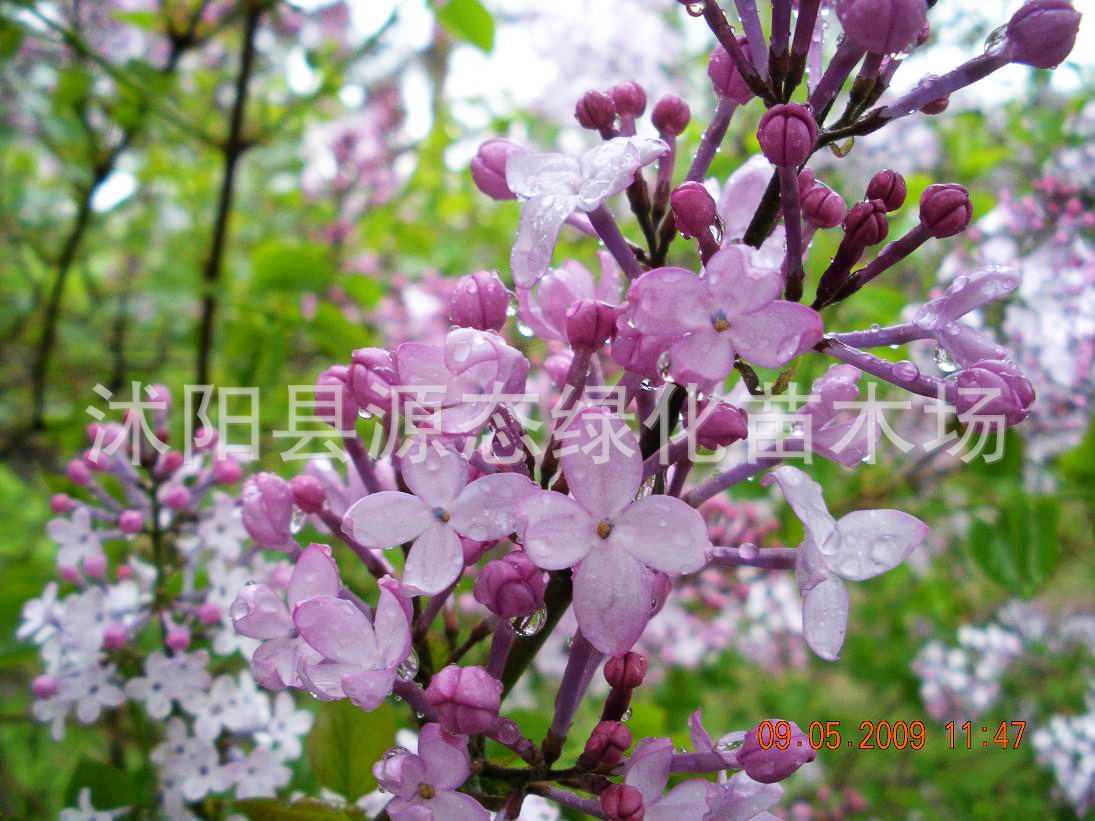 白蜡金：揭秘！这两个日柱清贵属性的惊人反差（庚辰&辛巳）