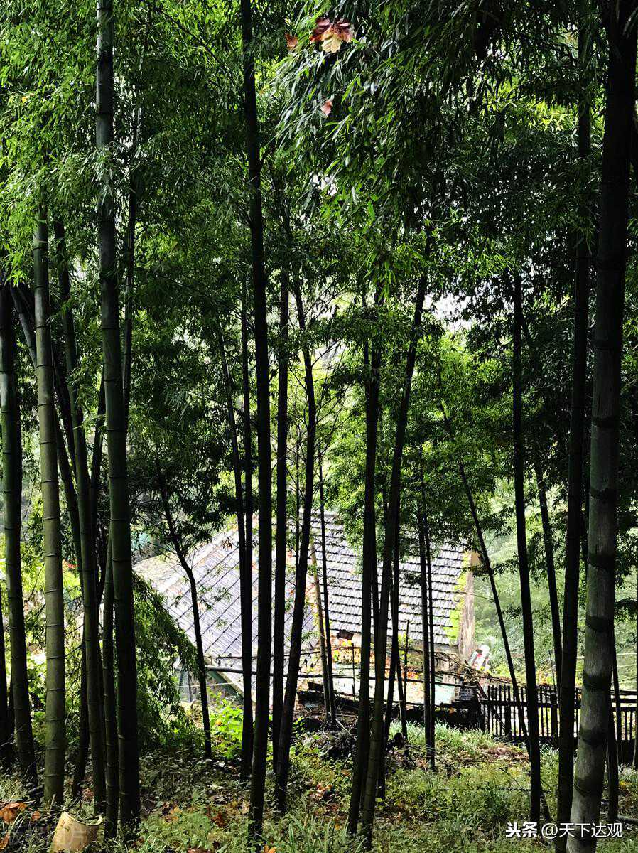 王春平｜雪天聊狗